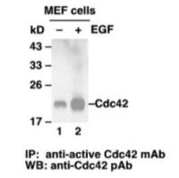 Cdc42 Activation Assay Kit 