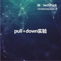 pull+down实验