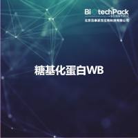 糖基化蛋白WB