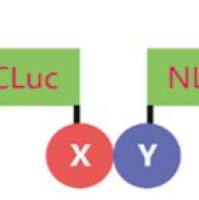 荧光素酶互补成像技术LCI