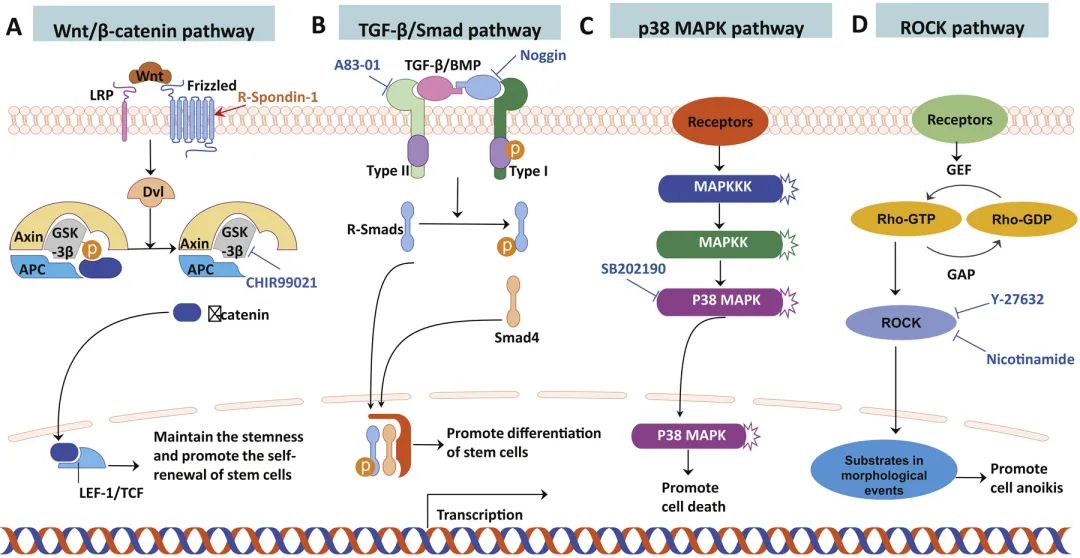 肺癌类器官培养研究概述