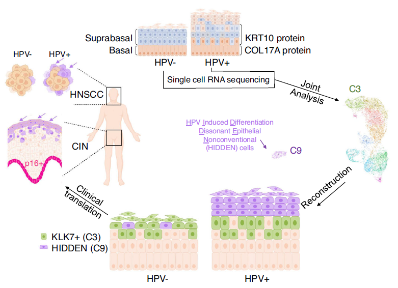 单细胞转录组测序与类器官联合在HPV病毒研究中的新思路