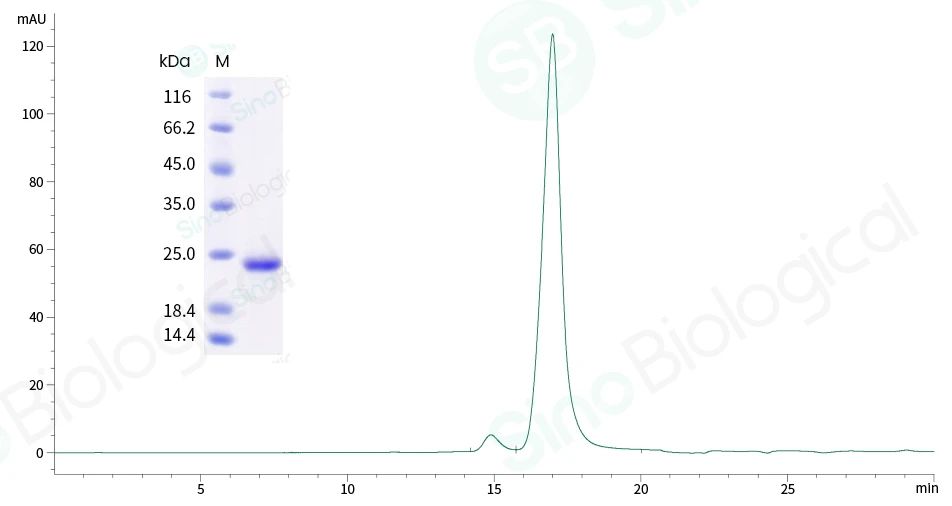 肺癌类器官培养研究概述
