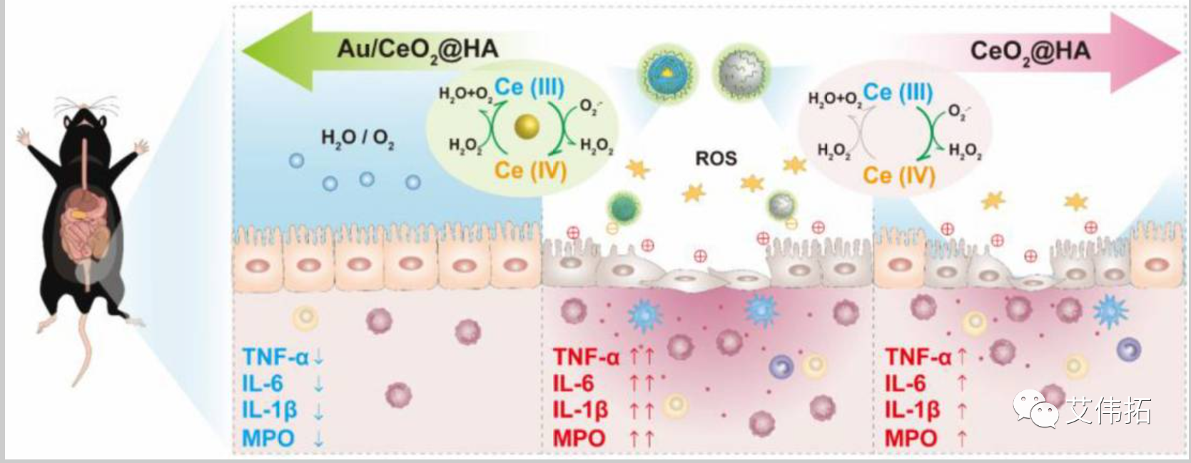 玻璃酸钠最近研究：金纳米颗粒嵌入氧化铈增强抗氧化活性治疗炎症性肠病
