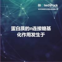 蛋白质的n连接糖基化作用发生于