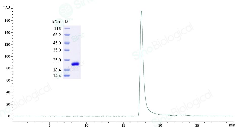 肺癌类器官培养研究概述