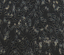 L6 大鼠骨骼肌成肌细胞