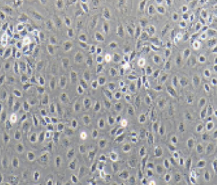 IEC-6大鼠小肠隐窝上皮细胞