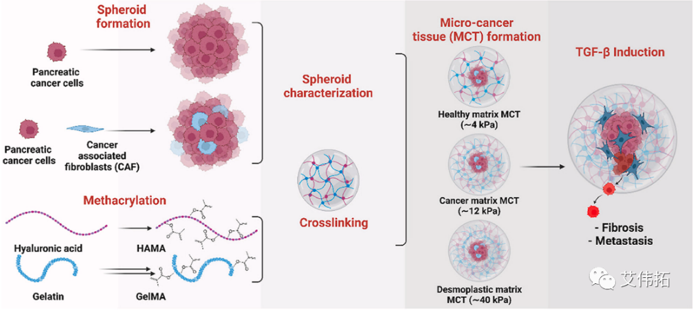 关于玻璃酸钠的近新研究