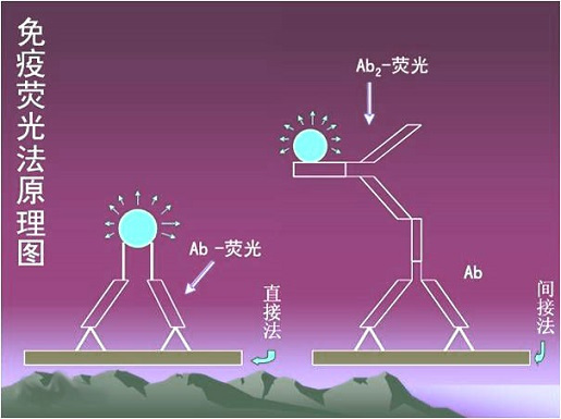 干货分享—实验原理：免疫荧光染色背景色太强如何解决?