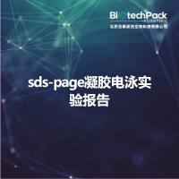 sds-page凝胶电泳实验报告