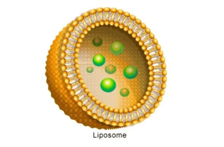 怎样将药物（蛋白质）包裹到脂质体里及表征 魅罗科技定制服务