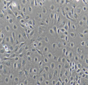 IEC-6大鼠小肠隐窝上皮细胞