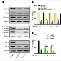 WB（Western blotting）
