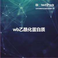 wb乙酰化蛋白质