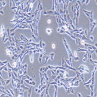 CTX TNA2 大鼠星形胶质细胞