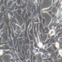 CTX 大鼠脑星形胶质细胞