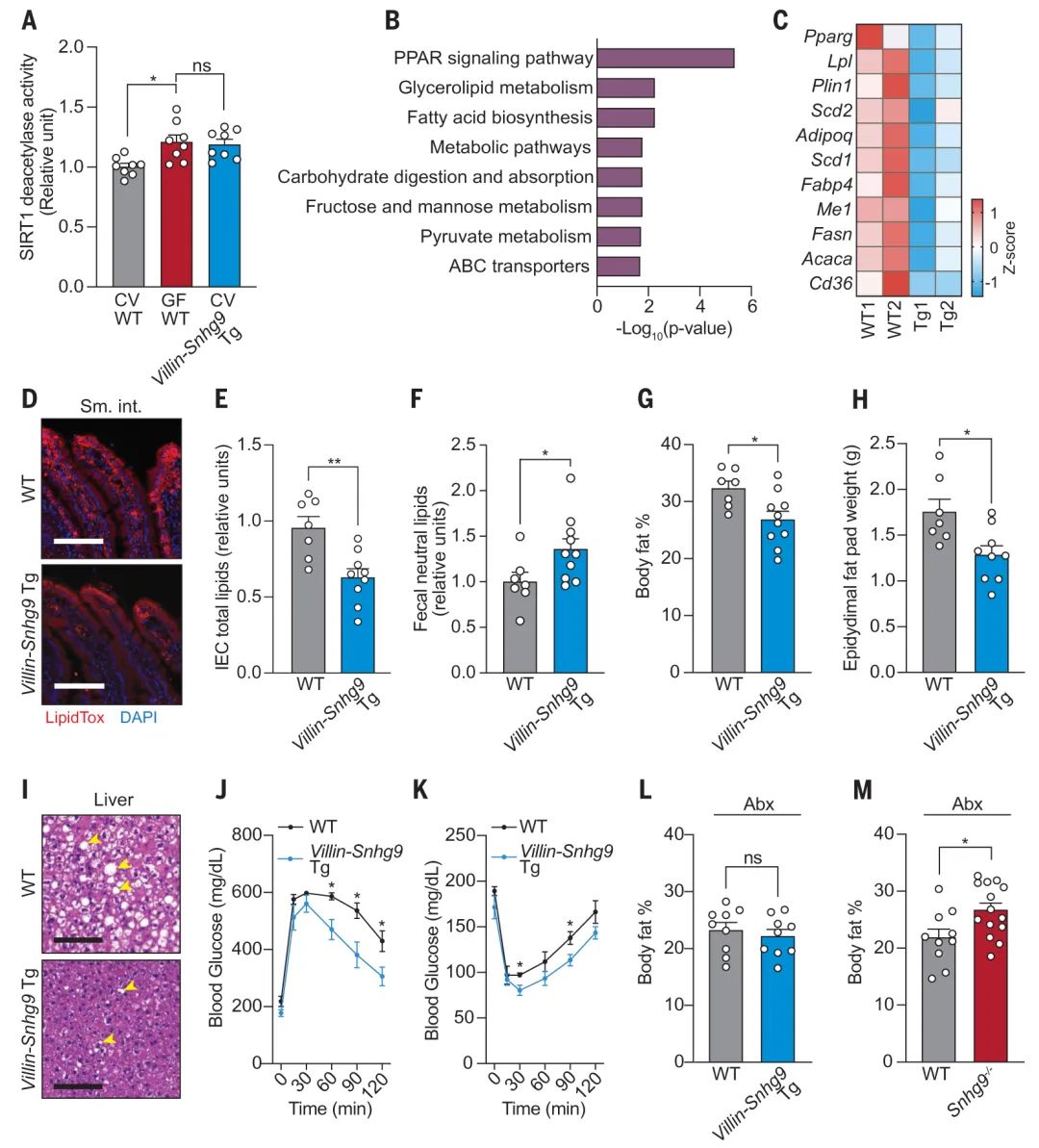 lncRNA研究进展盘点丨20230901期