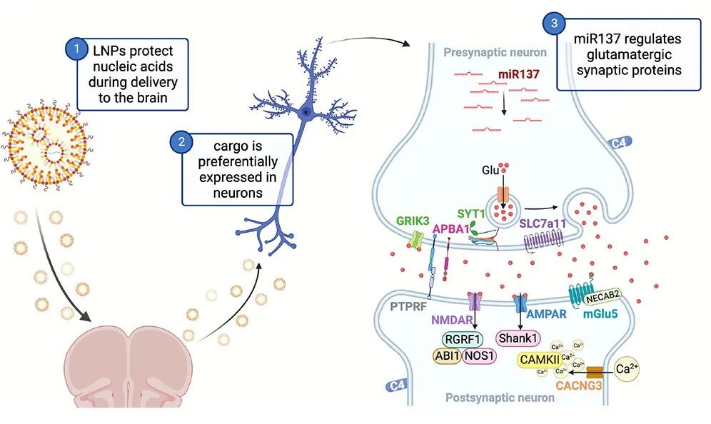 miRNA研究进展盘点丨20230904期