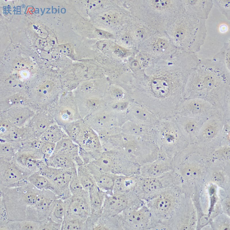 Caov-3细胞
