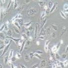 人非小细胞肺腺癌细胞_NCI-H1975产品图