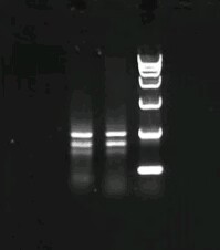 提取难破壁苏云金芽孢杆菌RNA