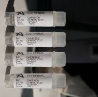 人外周血单个核细胞/PBMC细胞/人外周血单个核细胞/冻存PBMC/hPBMC单个