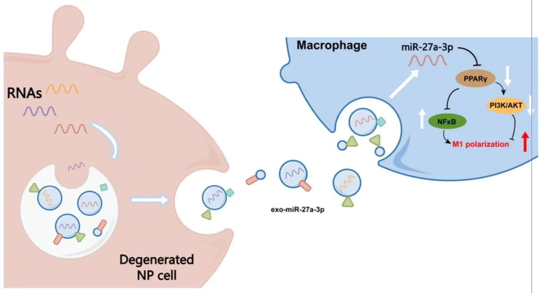 IF10+客户文章丨携带miR-27a-3p的dNPc-exo通过诱导巨噬细胞M1极化加重椎间盘退变