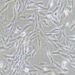 DI TNC1 大鼠脑间质细胞