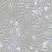 DI TNC1 大鼠脑间质细胞