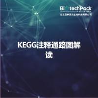 KEGG注释通路图解读