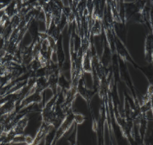 BHK-21 仓鼠肾成纤维细胞