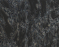 BHK-21 仓鼠肾成纤维细胞