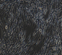 BHK-21 仓鼠肾成纤维细胞