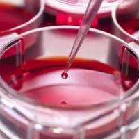 Stemgent MesoFate 高产心肌细胞分化培养基