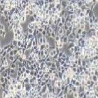 RSC96大鼠雪旺细胞