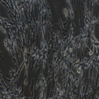 BHK-21 仓鼠肾成纤维细胞