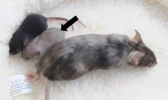 云舟生物于日本启动罕见病Menkes的基因治疗示范项目