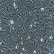 人小细胞肺癌细胞丨NCI-H446