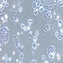 NCI-H358 人非小细胞肺癌细胞