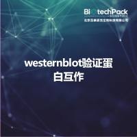 westernblot验证蛋白互作
