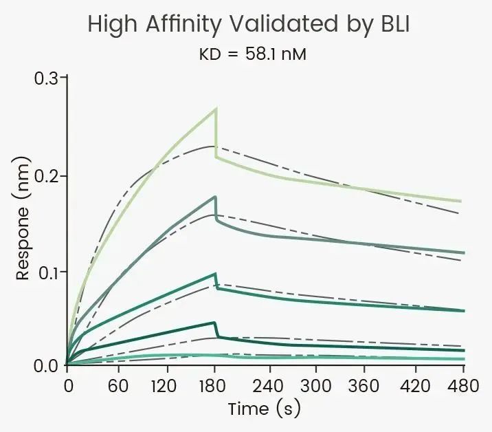 揭开GPRC5D靶点的神秘面纱，助力多发性骨髓瘤药物开发