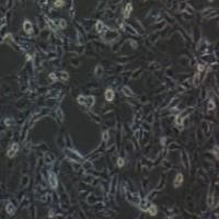 MET-5A 人膜间皮细胞