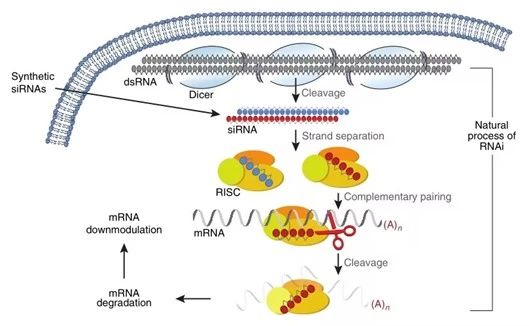 IPHASE小核酸药物体外研究生物试剂整体解决方案