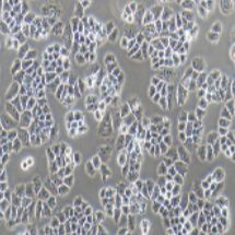 NCI-H460 [H460] 人大细胞肺癌细胞