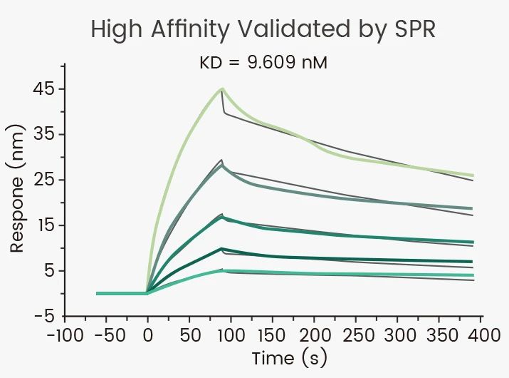 揭开GPRC5D靶点的神秘面纱，助力多发性骨髓瘤药物开发
