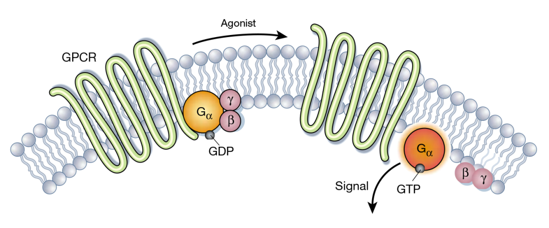揭开GPRC5D靶点的神秘面纱，助力多发性骨髓瘤药物开发