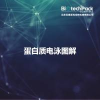 蛋白质电泳图解