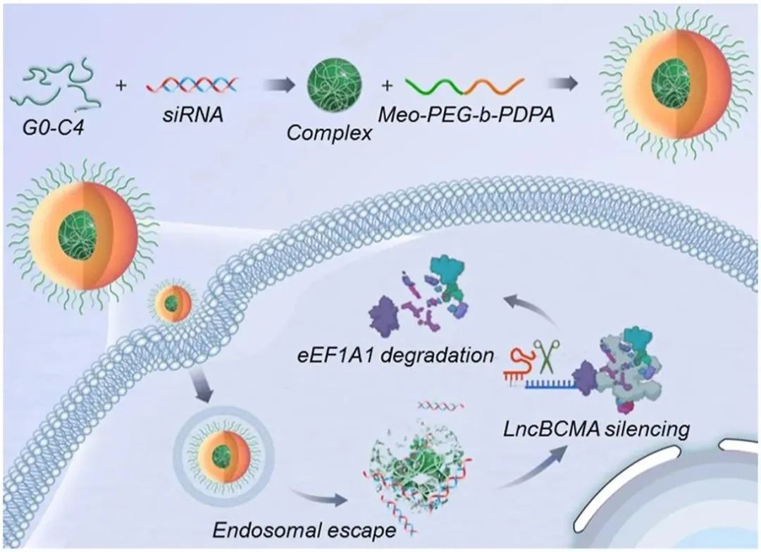 lncRNA研究进展盘点丨20230908期