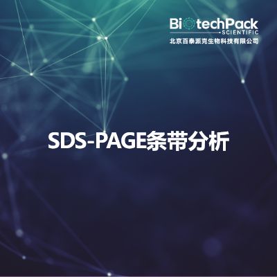 SDS-PAGE条带分析
